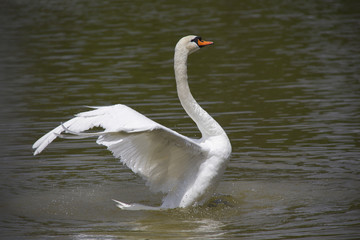 Un bellissimo cigno nel lago. Riflessi d'acqua.