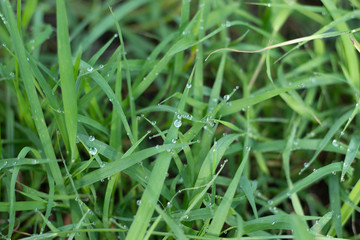 Water drops on the grass.