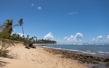beautiful beach with coconut trees, typical of Bahia - Brazil