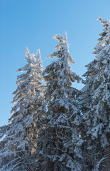 Amazing winter landscape