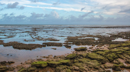 exposed coral at low tide