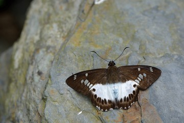 Butterfly from the Taiwan (Satarupa majasra Fruhstorfer)Big white skirt butterfly