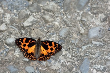 Butterfly from the Taiwan (Sephisa daimio) Baiqun macular butterfly in water 