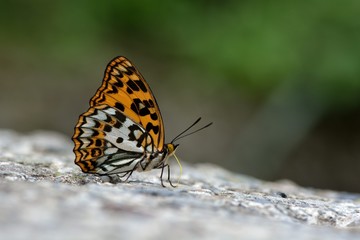 Butterfly from the Taiwan (Sephisa daimio) Baiqun macular butterfly in water 