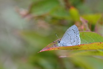Butterfly from the Taiwan (Udara dilecta) Udara dilecta little butterfly
