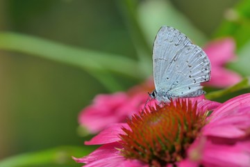 Butterfly from the Taiwan (Celastrina oreas arisana) Big purple butterfly 