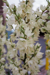 Close Up on Yucca Flowers Blooming in Spring