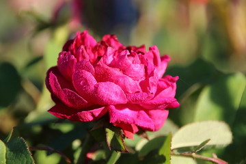 historische Rose