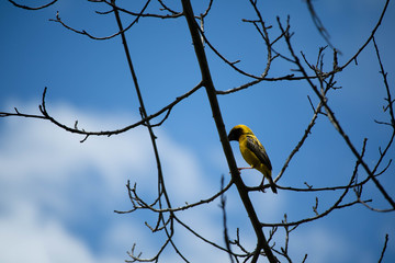 Ploceus hypoxanthus.  It is male sex and has a body beautiful golden yellow.