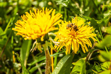 dandelion, bee, flower, summer, yellow, spring, sun, nature, macro