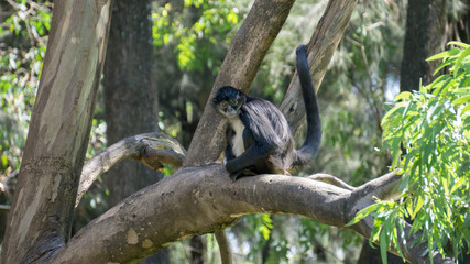 black monkey sitting on a branch