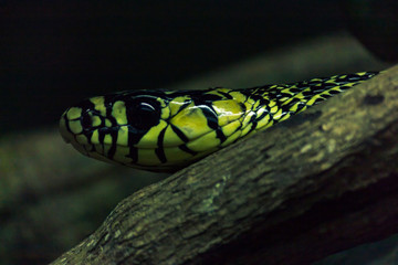 Spilotes pullatus, commonly known as the caninana, chicken snake, yellow rat snake, or serpiente tigre, is a species of large nonvenomous colubrid snake endemic to Mesoamerica.