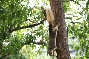 a cute squirrel enjoy eating food on a tree