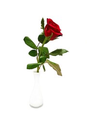 Obraz premium Beautiful big roses flower in vase isolated on white background, Red roses, Valentine day, Love concept, Wedding decoration