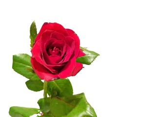 Beautiful big roses flower isolated on white background, Red roses, Valentine day, Love concept, Wedding decoration