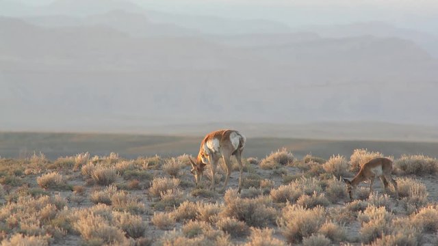 Pronghorn Mother Doe and Baby Fawns Feeding on Grasses in Desert Weening