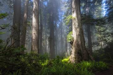 Dwl Norte Redwoods are coastal forest in Northern California, they are famous for fog and mist.