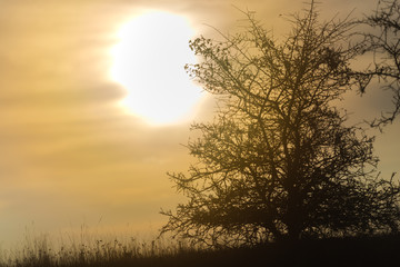 Morning fog in the october day