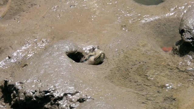 Mudskipper (Periophthalmus) on Wetland