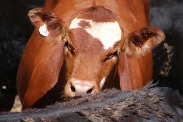 Cattle