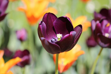 La magia del tulipano nero © Donka Vasileva