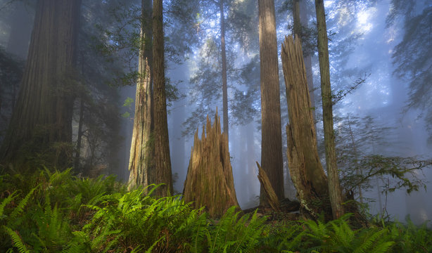 Del Norte Redwoods Are Coastal Forests In Northern California.