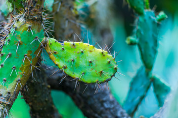 Fototapeta premium Cactus plant in the botanical garden