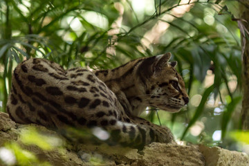 The ocelot is a wild cat native to the southwestern United States, Mexico, Central and South America. Its fur was once regarded as particularly valuable, but legal trade of its fur ceased decades ago.