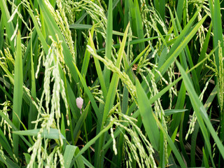 The green ricefields