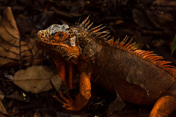 Orange iguana is a rare mutation. Green iguanas have orange spots but this rare genetic mutation is the equivalent to an albino, no green all orange.