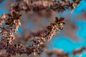Wild cherry flowers