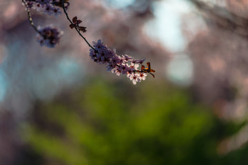 Wild cherry flowers