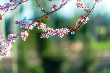 Wild cherry flowers