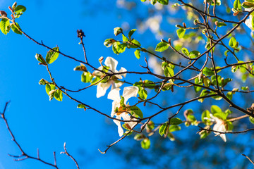 Magnolia flowers