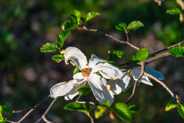 Magnolia flowers
