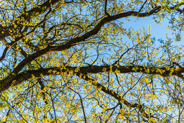 Crown of trees in the park