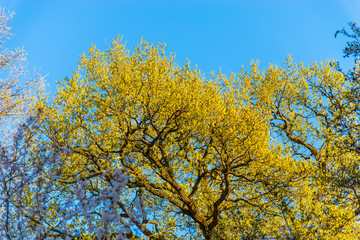 Crown of trees in the park