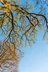 Crown of trees in the park
