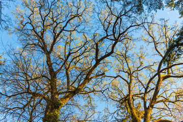 Crown of trees in the park