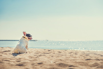Portrait of french bulldog on the beach © Tawanboonnak