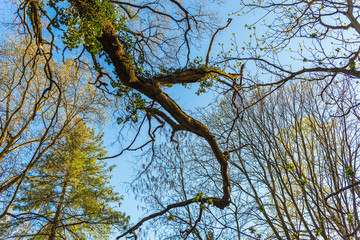 Crown of trees in the park