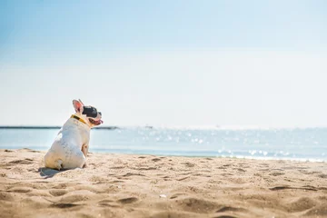 Foto op Plexiglas Portrait of french bulldog on the beach © Tawanboonnak