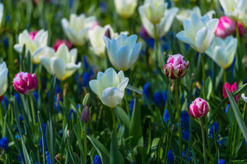 Fantastic flowers filed in Keukenhof garden, Holland