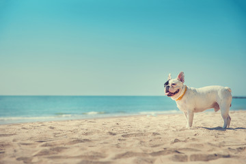 Portrait of french bulldog on the beach © Tawanboonnak