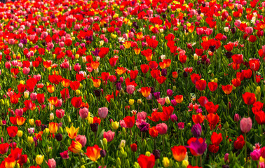 Fantastic flowers filed in Keukenhof garden, Holland