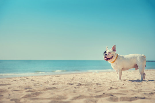 Portrait of french bulldog on the beach