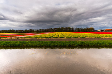 Obraz premium field of tulips