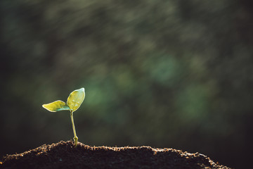 The seedling are growing from the rich soil to the morning sunlight