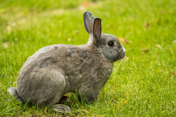 side portrait of grey rabbit sitting on the green grassy field