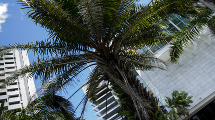 Fototapeta na wymiar palm tree in front of a building
